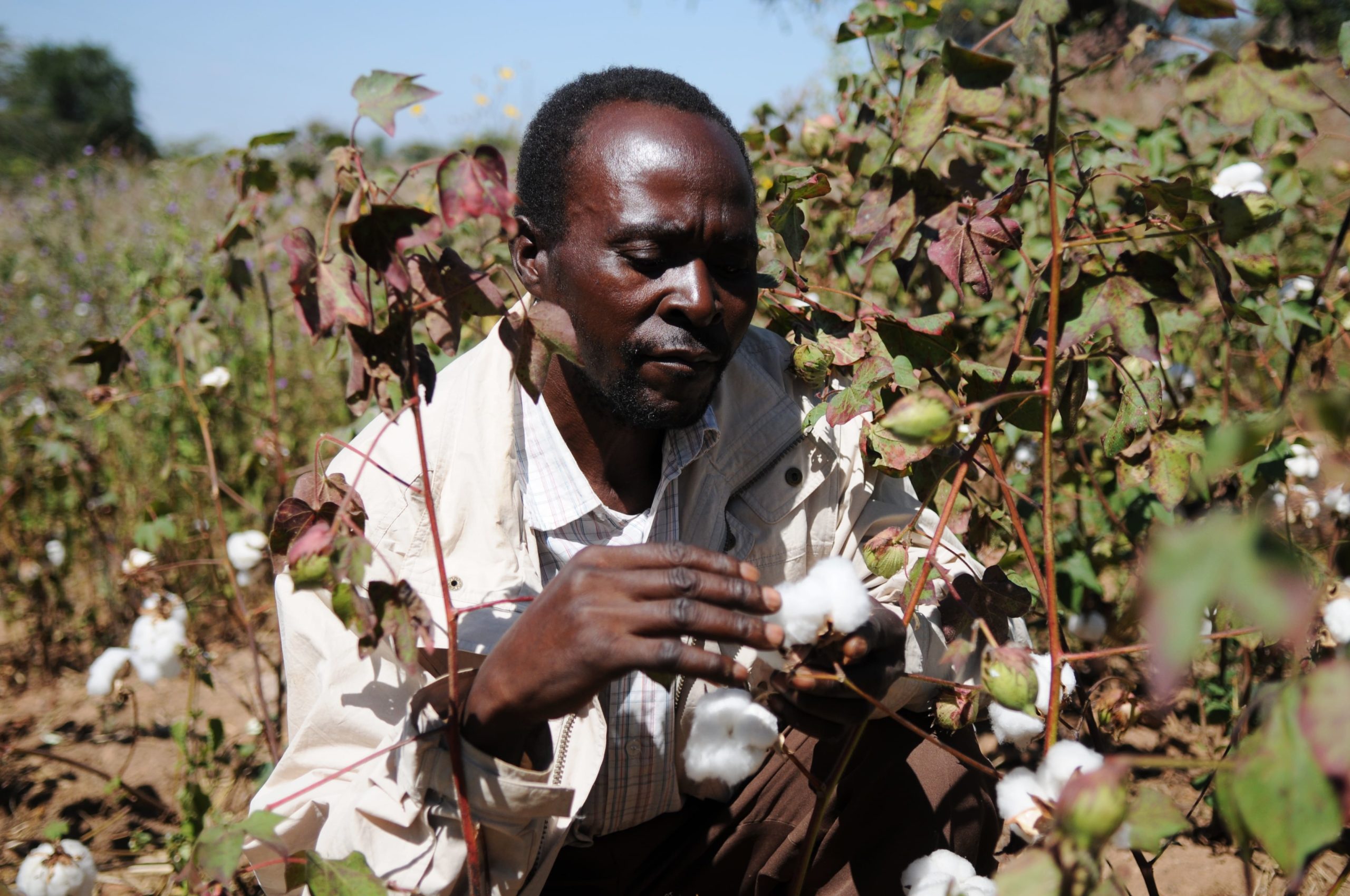 Supporting sustainable practices in Zambia's cotton sector